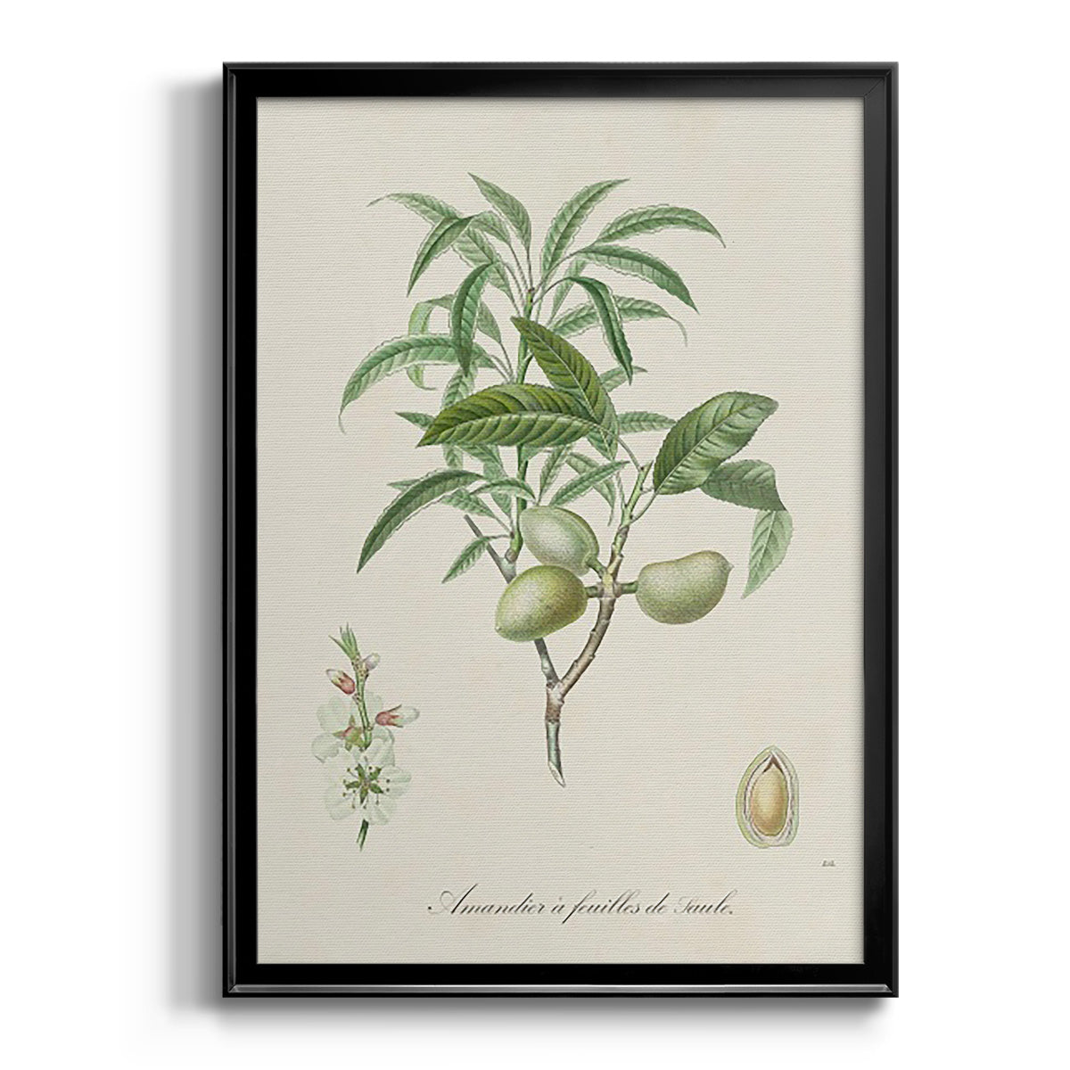 Antique Almond Botanical II - Modern Framed Canvas Print