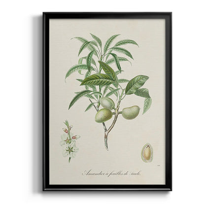 Antique Almond Botanical II - Modern Framed Canvas Print