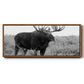 Grand Teton Bull Moose - Floater Framed Canvas Print