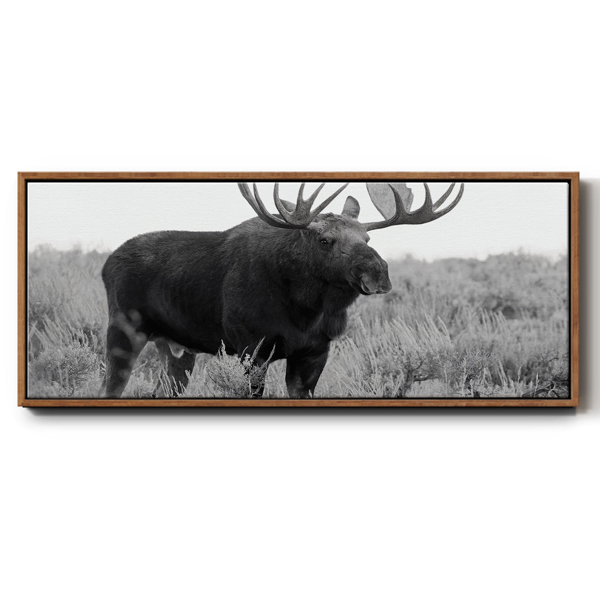 Grand Teton Bull Moose - Floater Framed Canvas Print