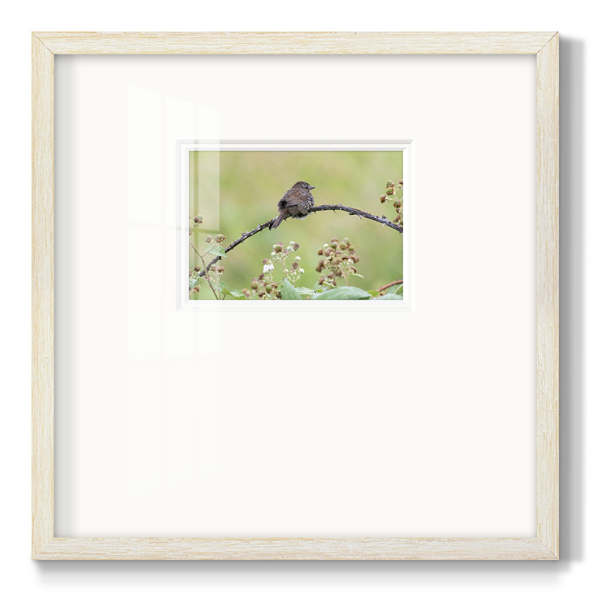 Resting Sparrow- Premium Framed Print Double Matboard