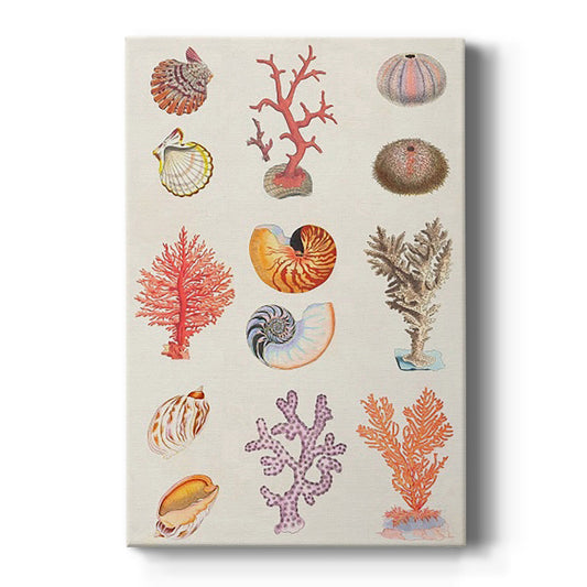 Coral & Shell Collage I - Canvas Art Print