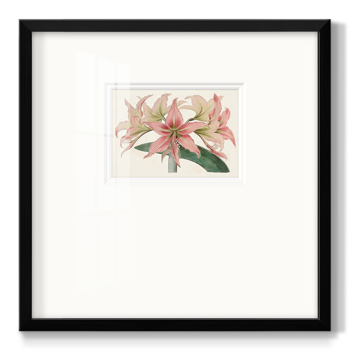 Amaryllis Varietals I - Double Matboard Framed Print