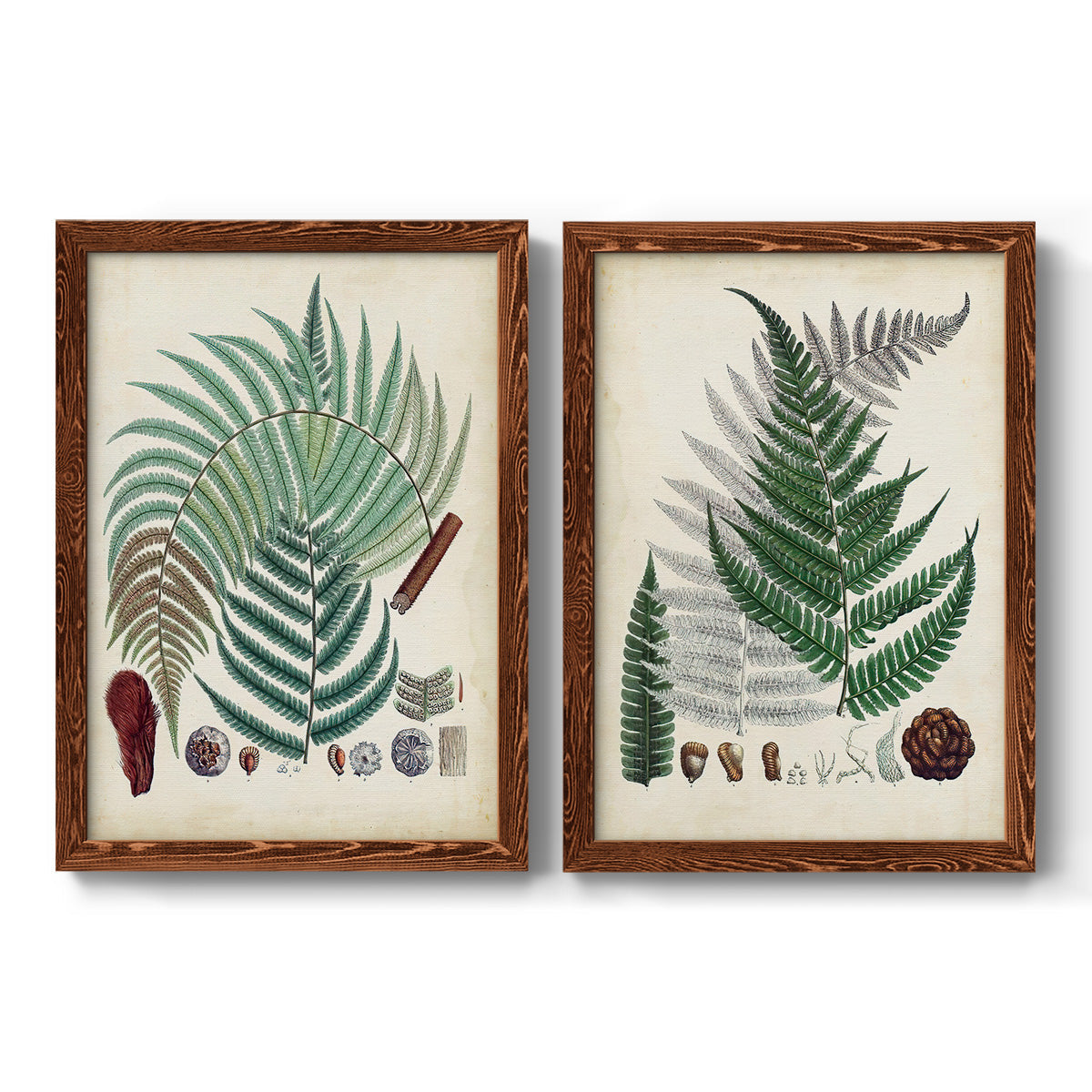Set of two maple barnwood framed canvas prints featuring two natural-history fern plates featuring vintage fern specimens with botanical details.