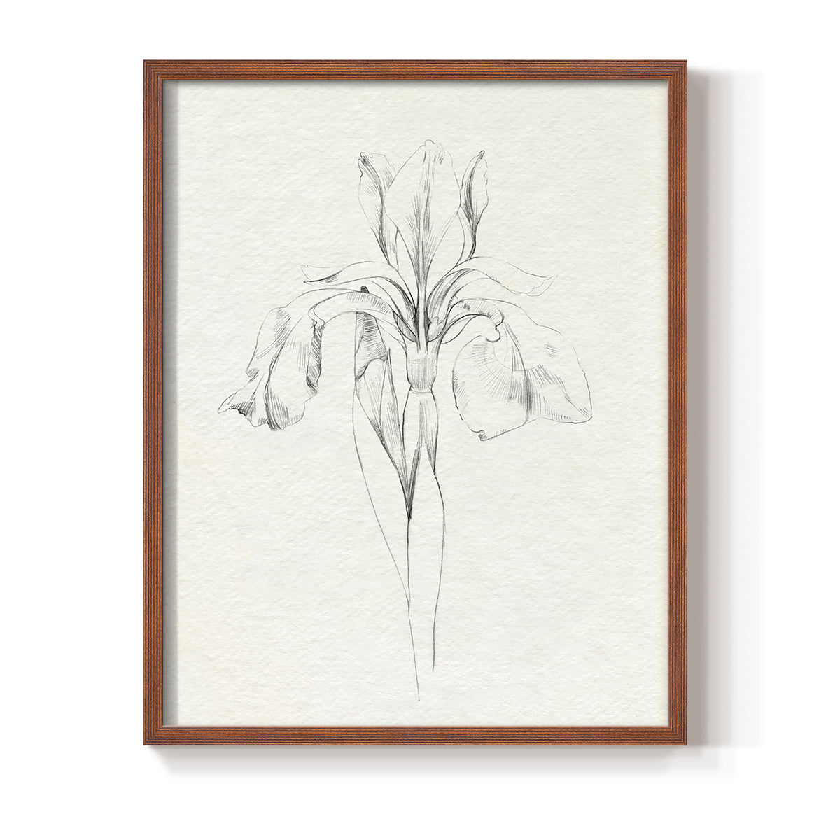 Neutral Iris Sketch I - Restickable Framed Art Print