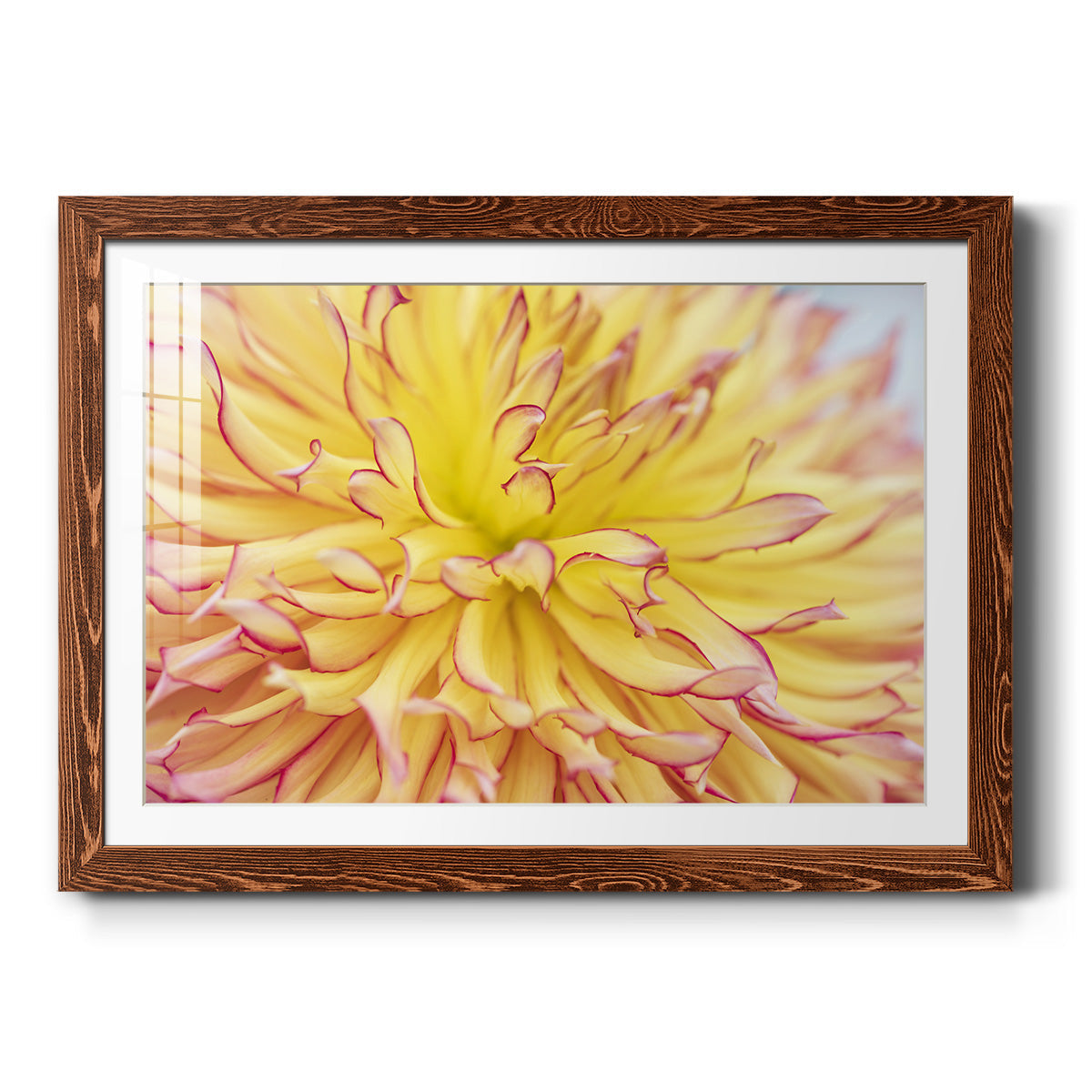 Blooms III - Barnwood Framed Art Print