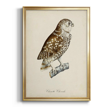 French Owls I - Modern Framed Canvas Print