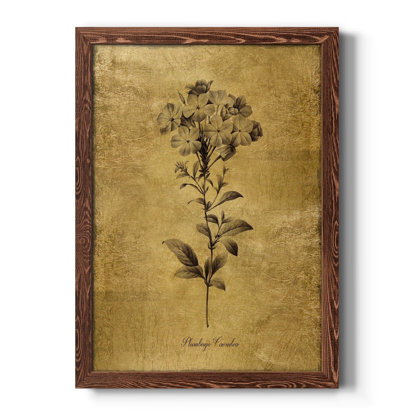 Gold Sketch Botanical II - Premium Canvas Framed in Barnwood - Ready to Hang