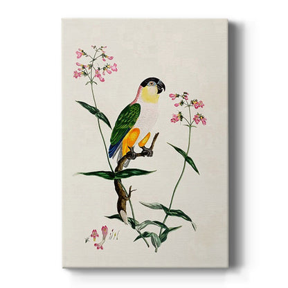 Black-Headed Parrot (Psittacus melanocephalus), 1796 - Canvas Art Print