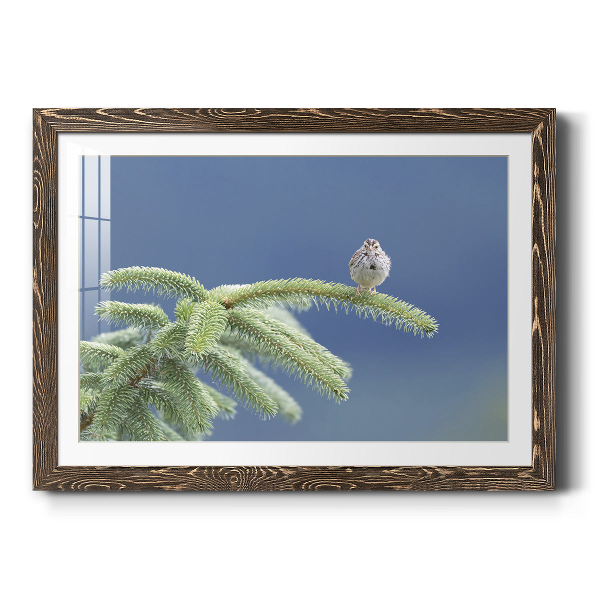 Evergreen Perch - Barnwood Framed Art Print