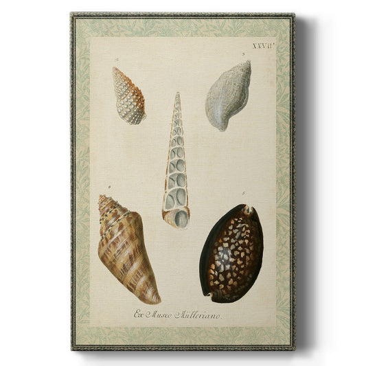 Bookplate Shells IX Premium Gallery Wrapped Canvas - Ready to Hang