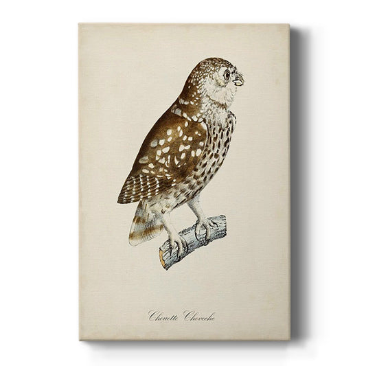 French Owls I - Canvas Art Print