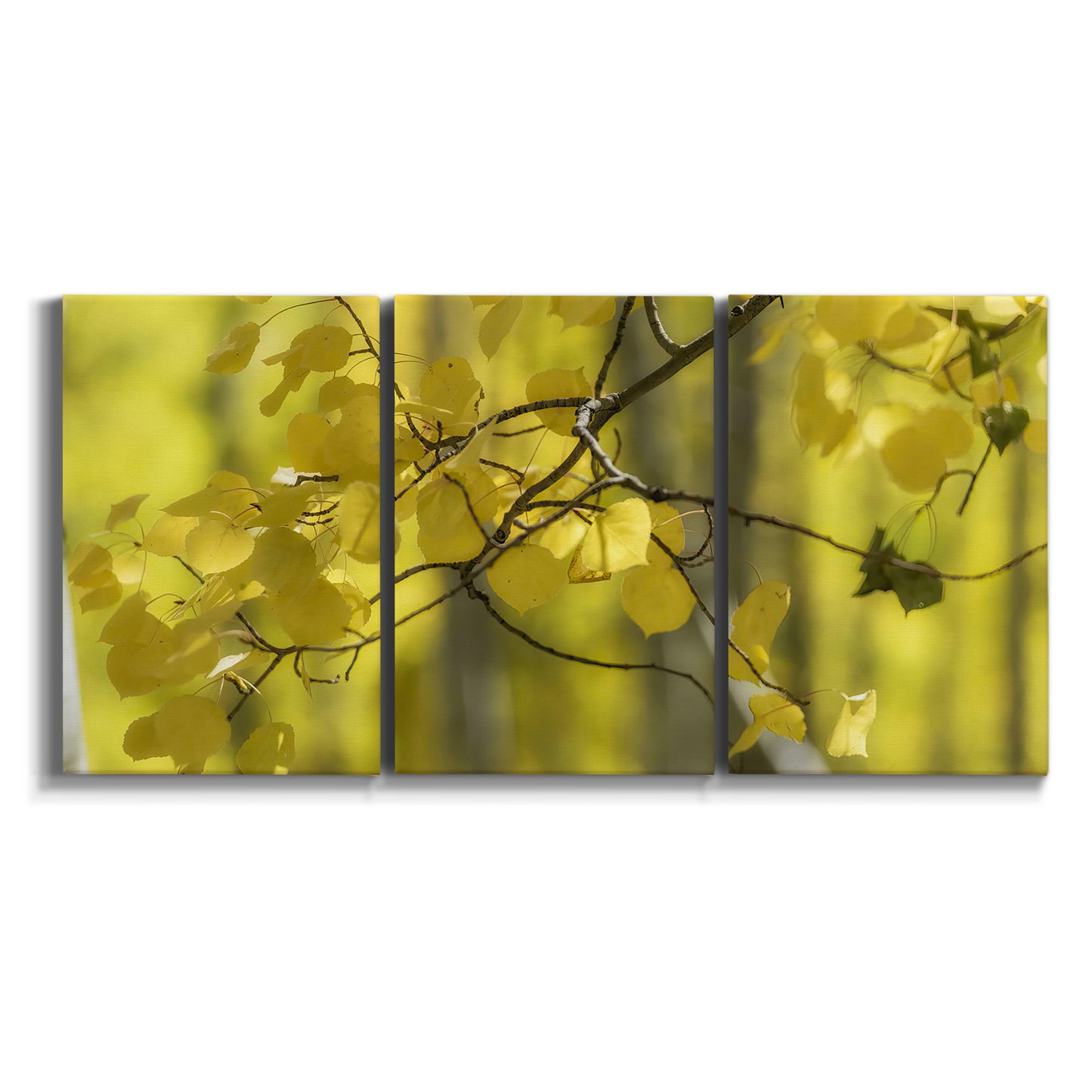 Three-panel canvas wall art featuring backlit aspen trees photograph on white background.