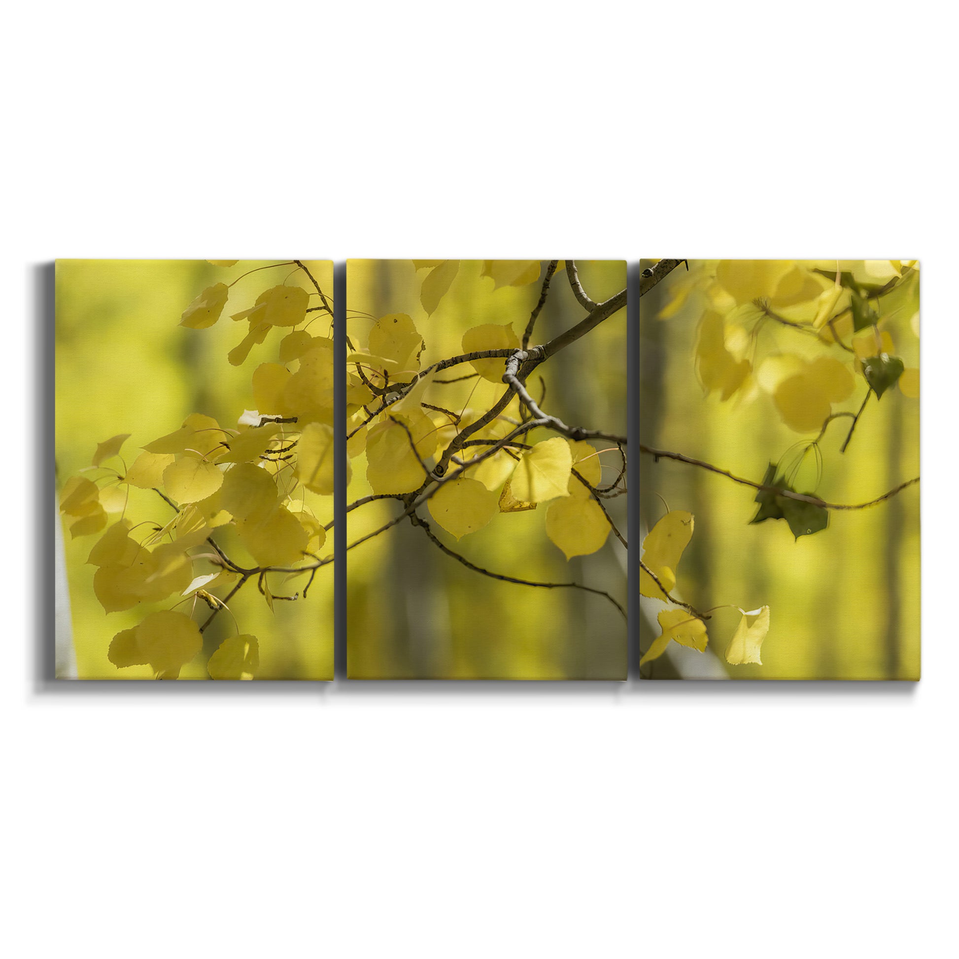Three-panel canvas wall art featuring backlit aspen trees photograph on white background.