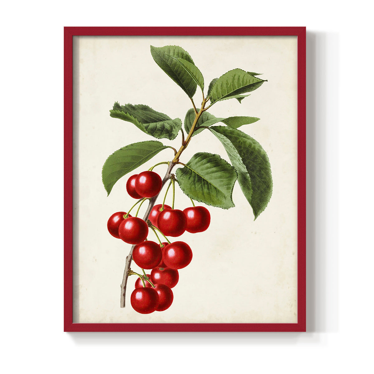 Antique Fruit II - Restickable Framed Art Print