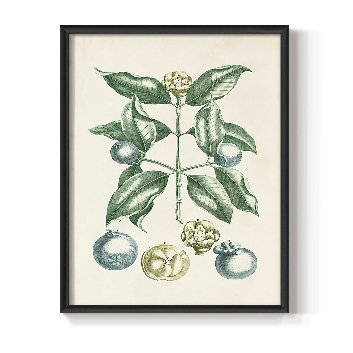 Buchoz Tropicals VII - Restickable Framed Art Print