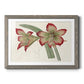 Amaryllis Varietals IV-Premium Framed Print - Ready to Hang