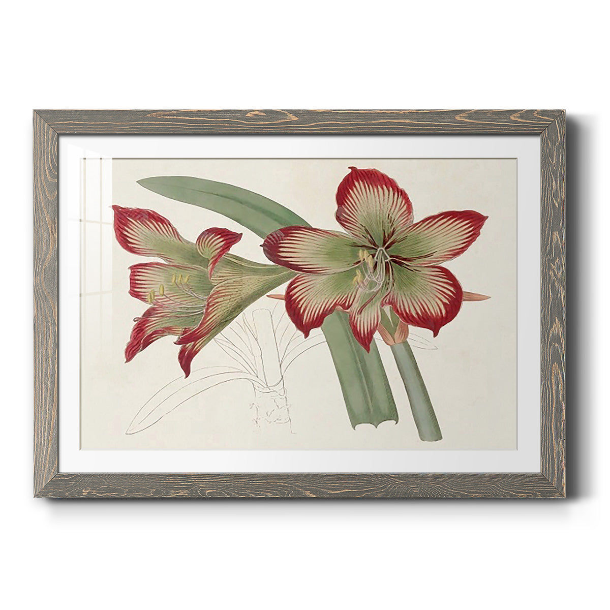 Amaryllis Varietals IV-Premium Framed Print - Ready to Hang