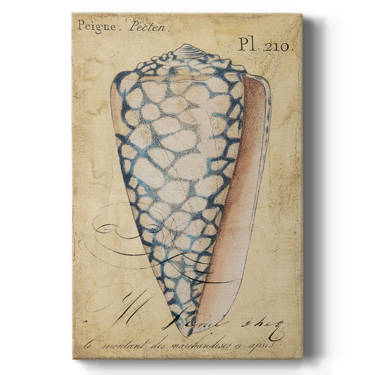 Seashell Ephemera IV Premium Gallery Wrapped Canvas - Ready to Hang