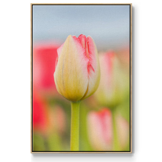 Twotone Tulip - Framed Premium Gallery Wrapped Canvas L Frame - Ready to Hang