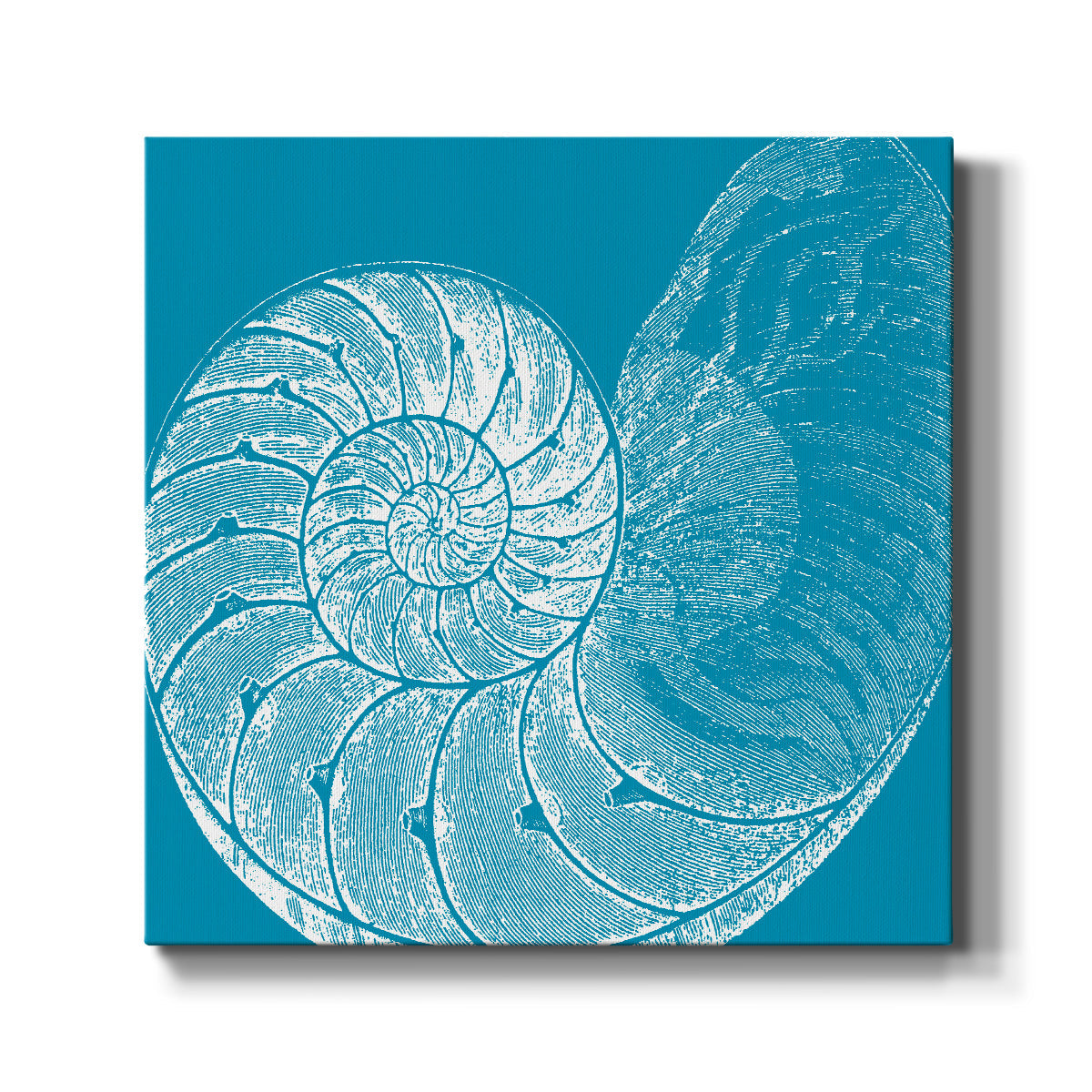 Saturated Shell IV - Canvas Art Print