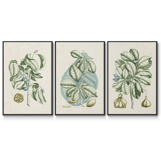 Buchoz Tropicals IX - Floater Framed Canvas Set