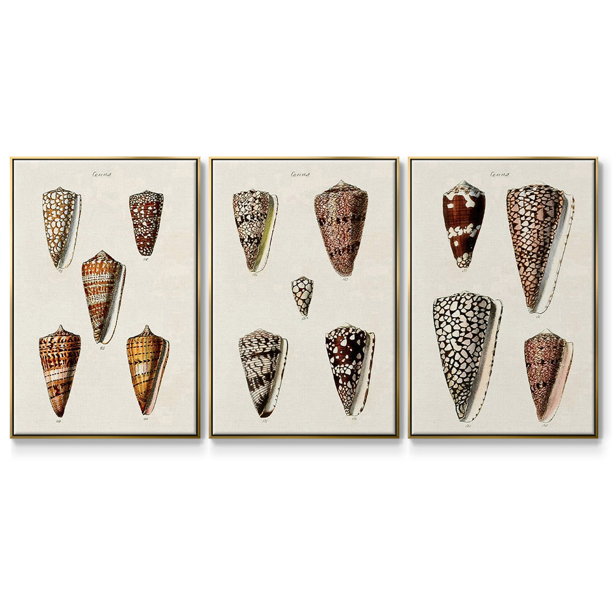 Cone Shell Collection I - Framed Premium Gallery Wrapped Canvas L Frame 3 Piece Set - Ready to Hang