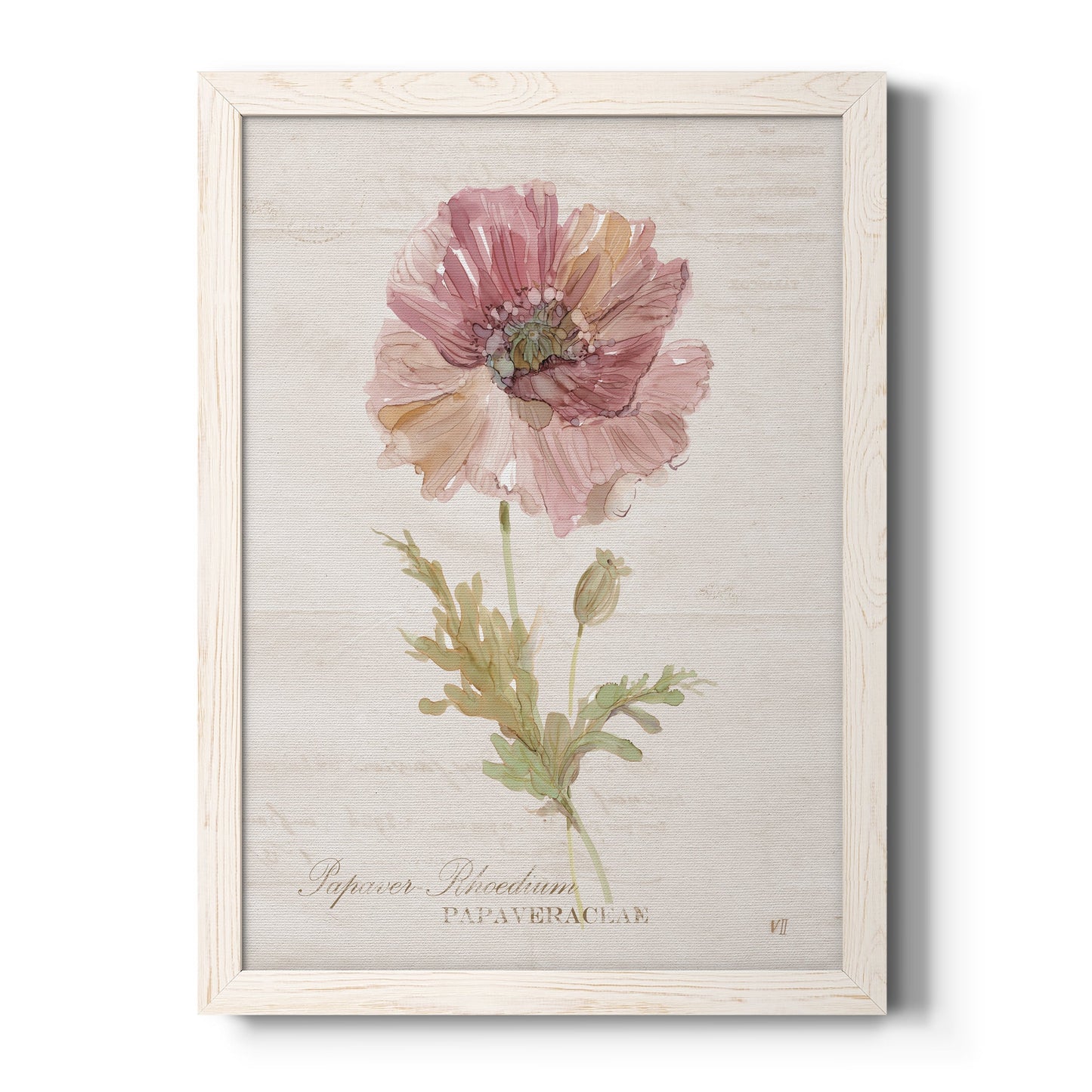 Soft Poppy - Barnwood Framed Canvas Print