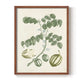 Buchoz Tropicals II - Restickable Framed Art Print