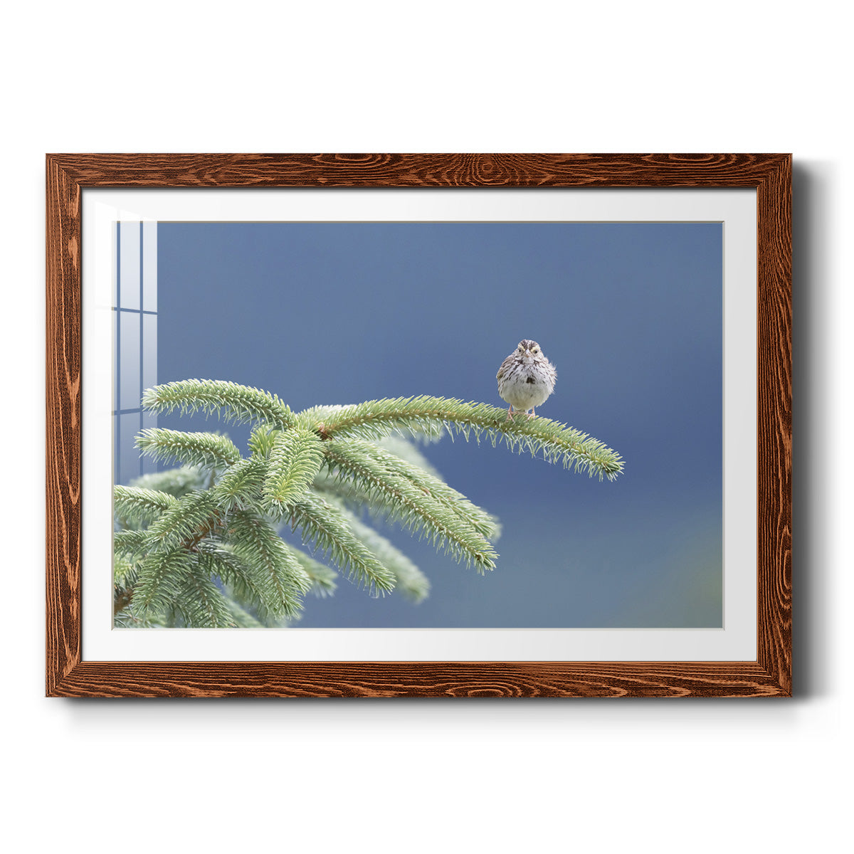 Evergreen Perch - Barnwood Framed Art Print