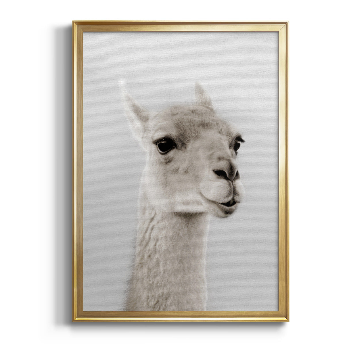 Soft Llama - Modern Framed Canvas Print