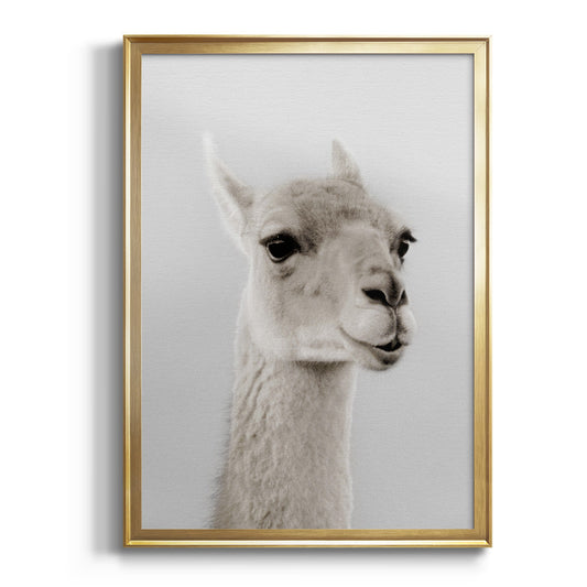 Soft Llama - Modern Framed Canvas Print