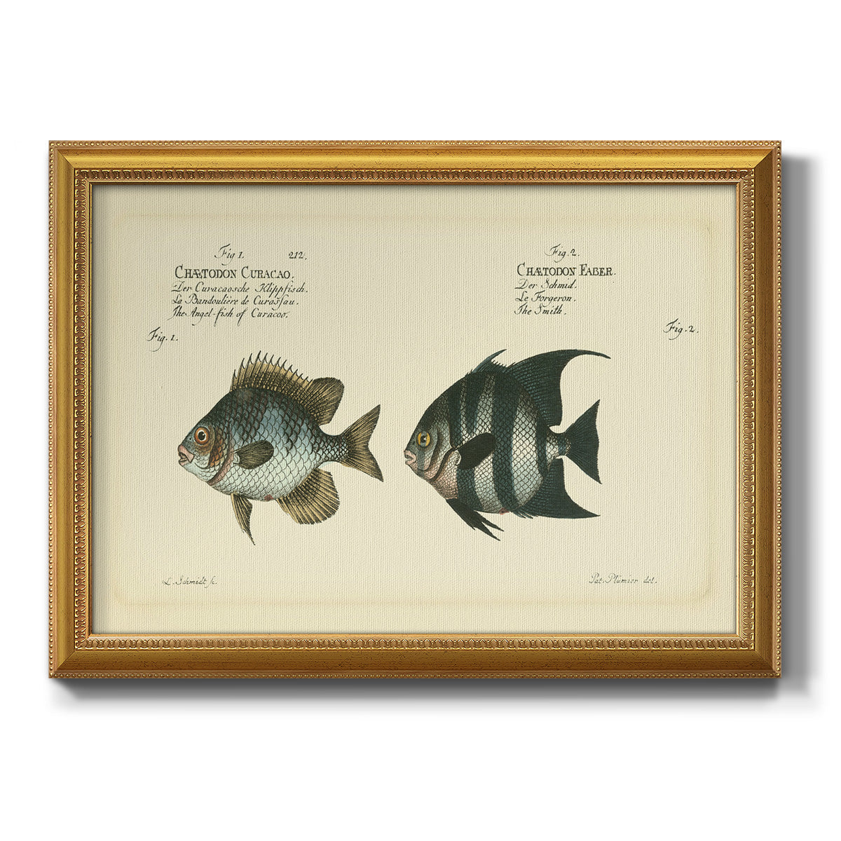 Bloch Antique Fish II Premium Framed Canvas- Ready to Hang