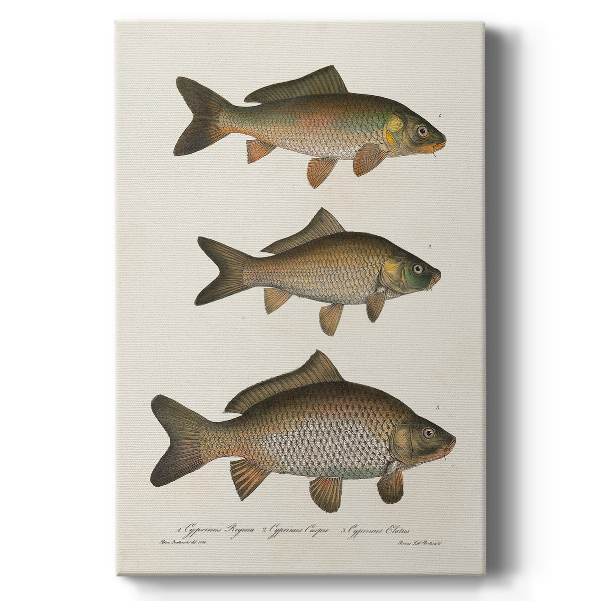 Species of Antique Fish I Premium Gallery Wrapped Canvas - Ready to Hang