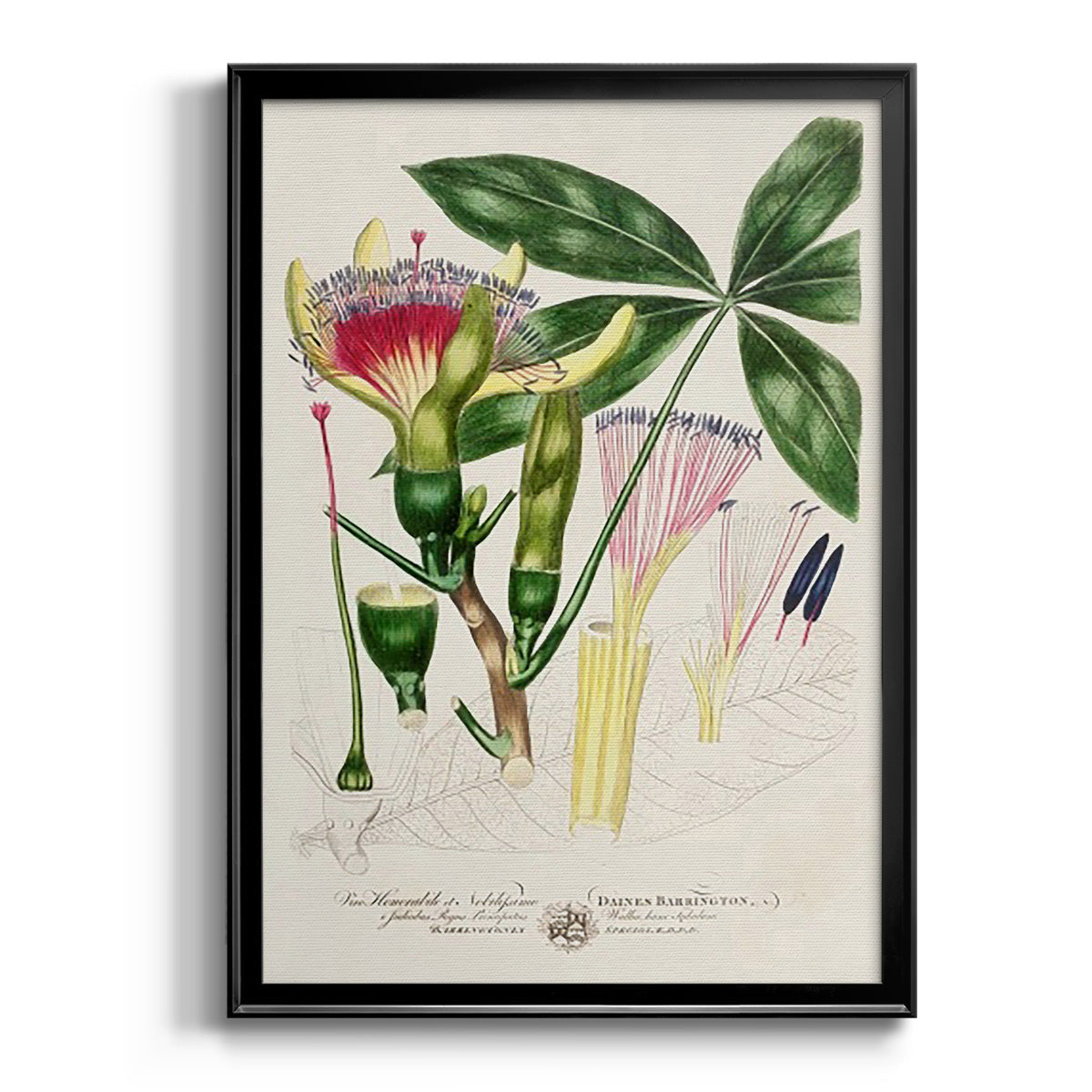 Imperial Tropical Botanical II - Modern Framed Canvas Print