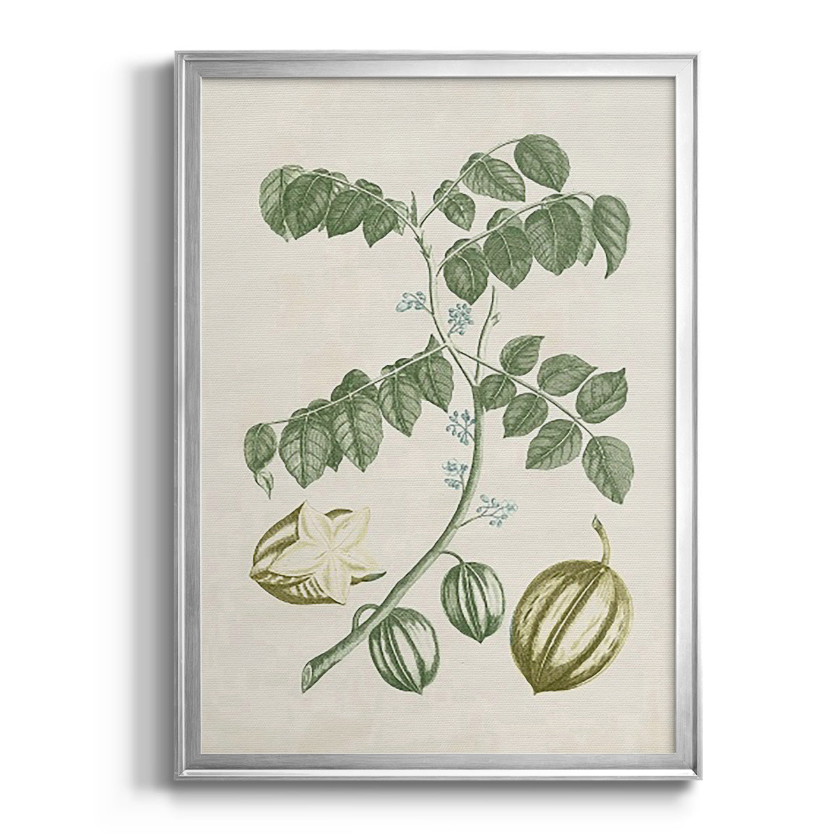 Buchoz Tropicals II - Modern Framed Canvas Print