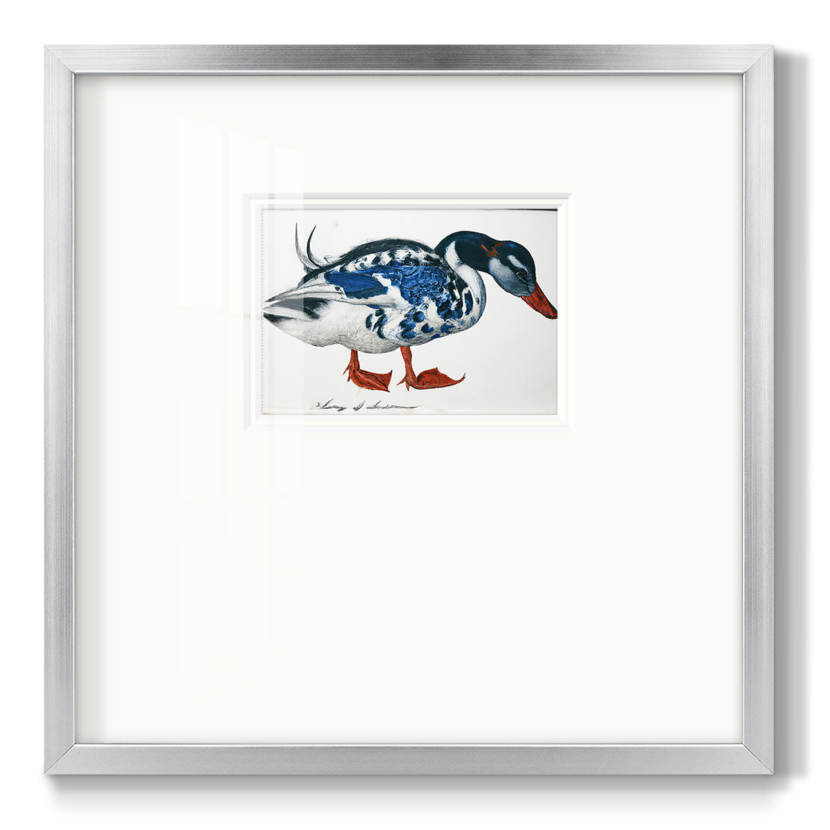Blue Mallard - Double Matboard Framed Print