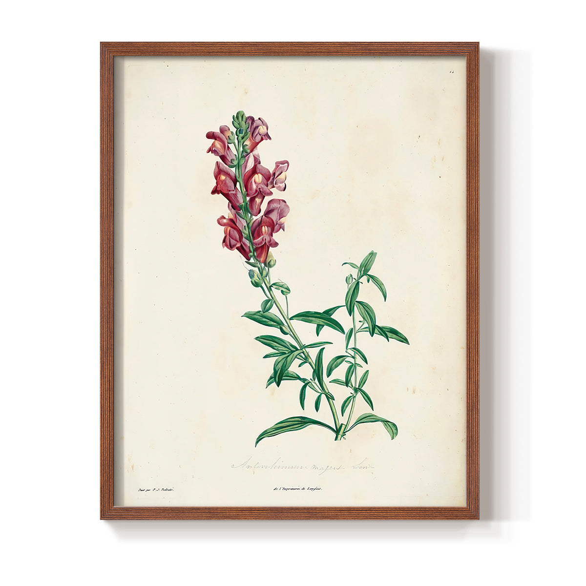 Traditional Botanical I - Restickable Framed Art Print