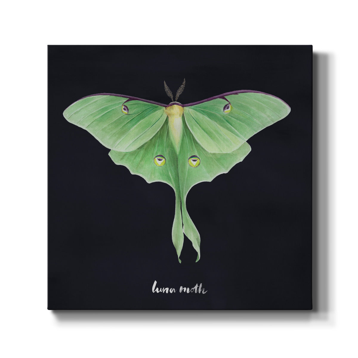 Luna Moth I - Canvas Art Print