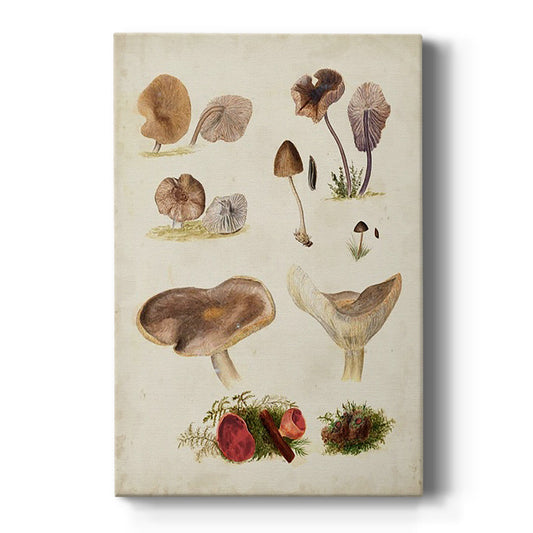 Mushroom Species III - Canvas Art Print