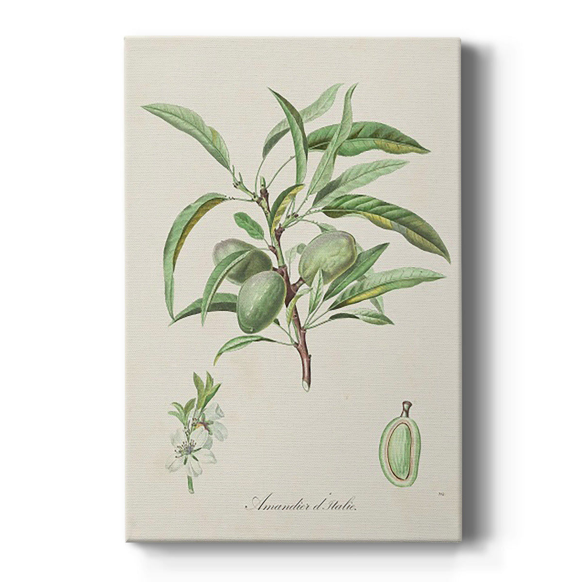 Antique Almond Botanical III Premium Gallery Wrapped Canvas - Ready to Hang