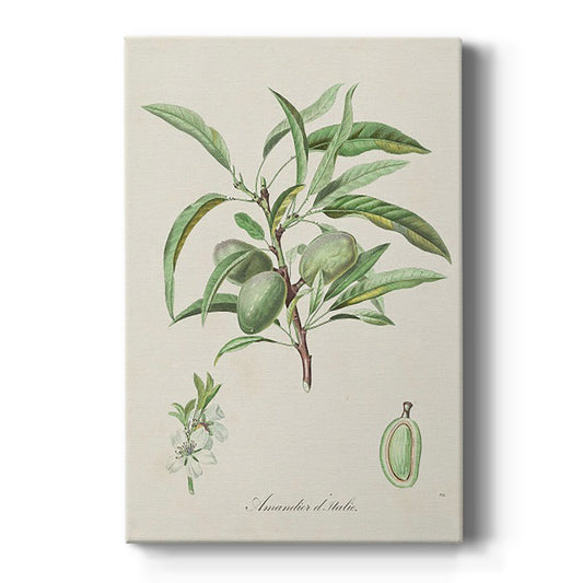 Antique Almond Botanical III - Canvas Art Print