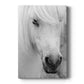 Island Pony I - Canvas Art Print