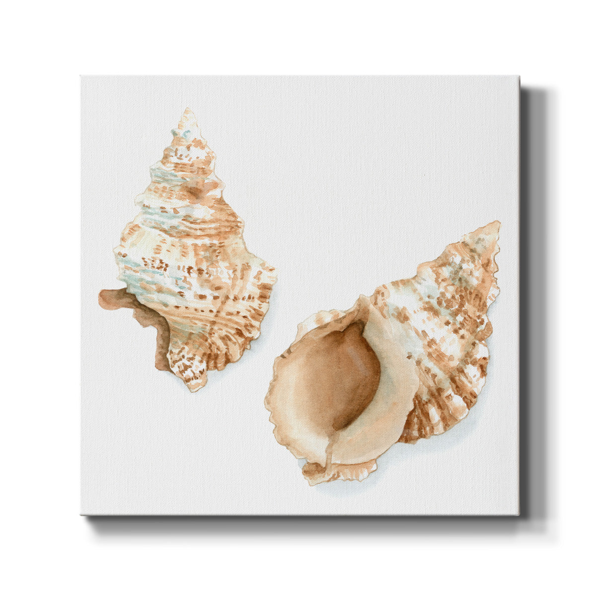 Watercolor Shells VII-Premium Gallery Wrapped Canvas - Ready to Hang