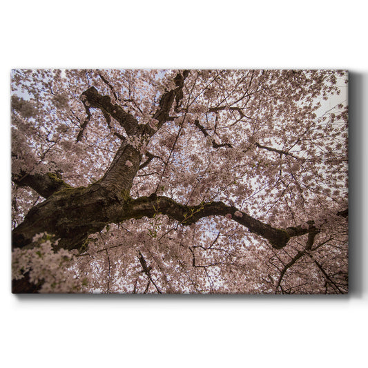 Spring's Arrival - Canvas Art Print