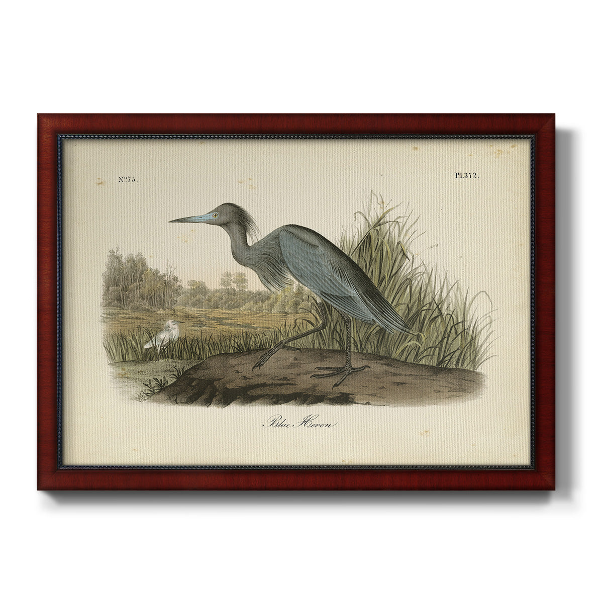 Audubons Blue Heron Premium Framed Canvas- Ready to Hang