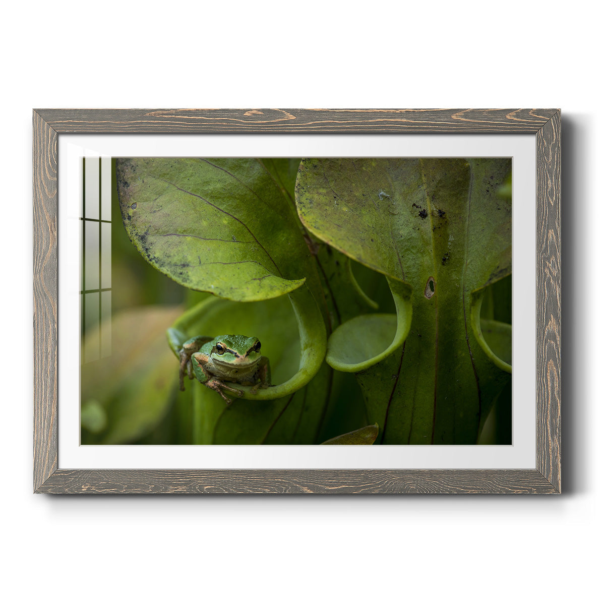 Arboreal Refuge - Barnwood Framed Art Print