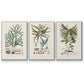 Botanical Society Ferns VI - Framed Premium Gallery Wrapped Canvas L Frame 3 Piece Set - Ready to Hang