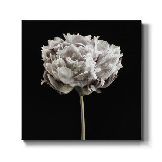 Blush Peony Portrait I -Premium Gallery Wrapped Canvas - Ready to Hang