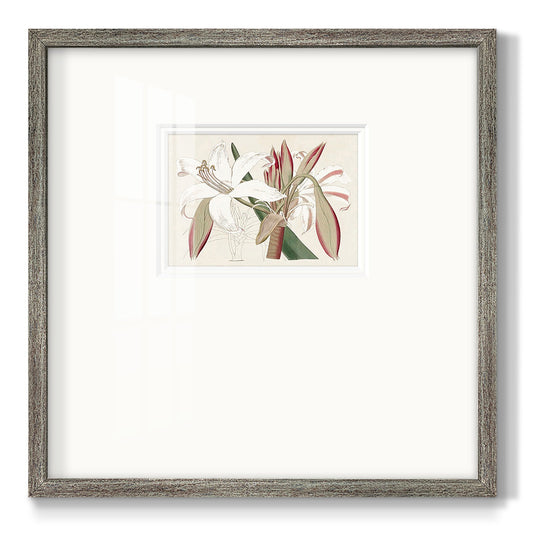 Amaryllis Varietals II Premium Framed Print Double Matboard